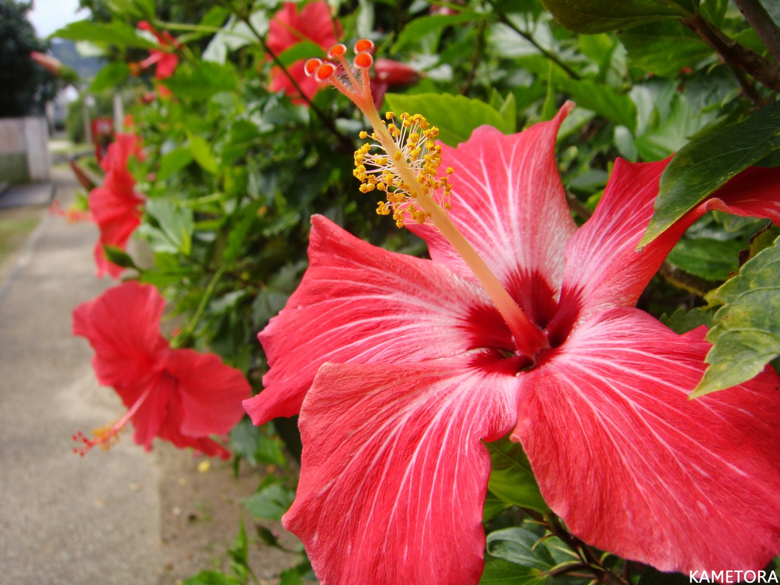 Hibiscus 1