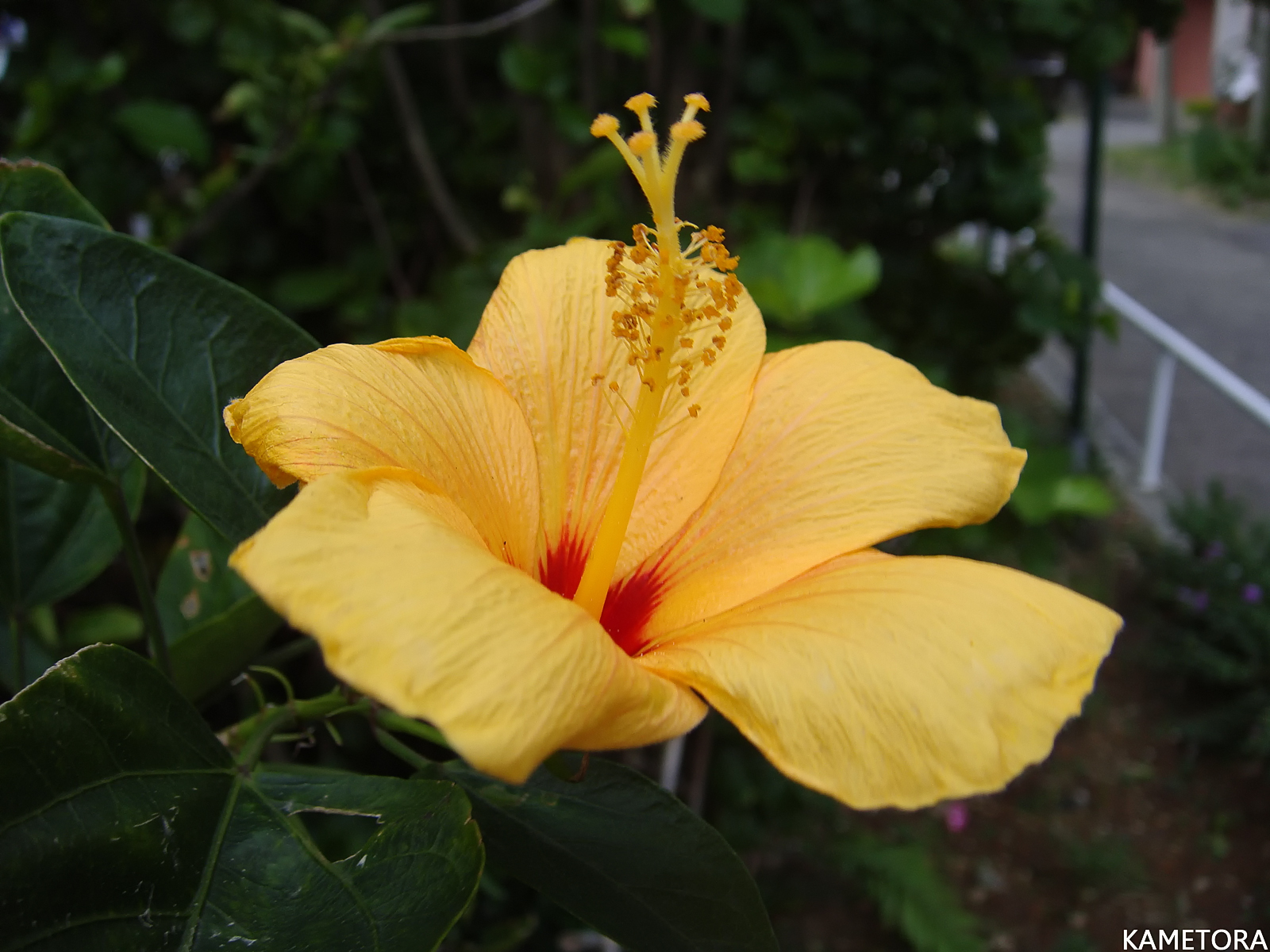 Hibiscus 3
