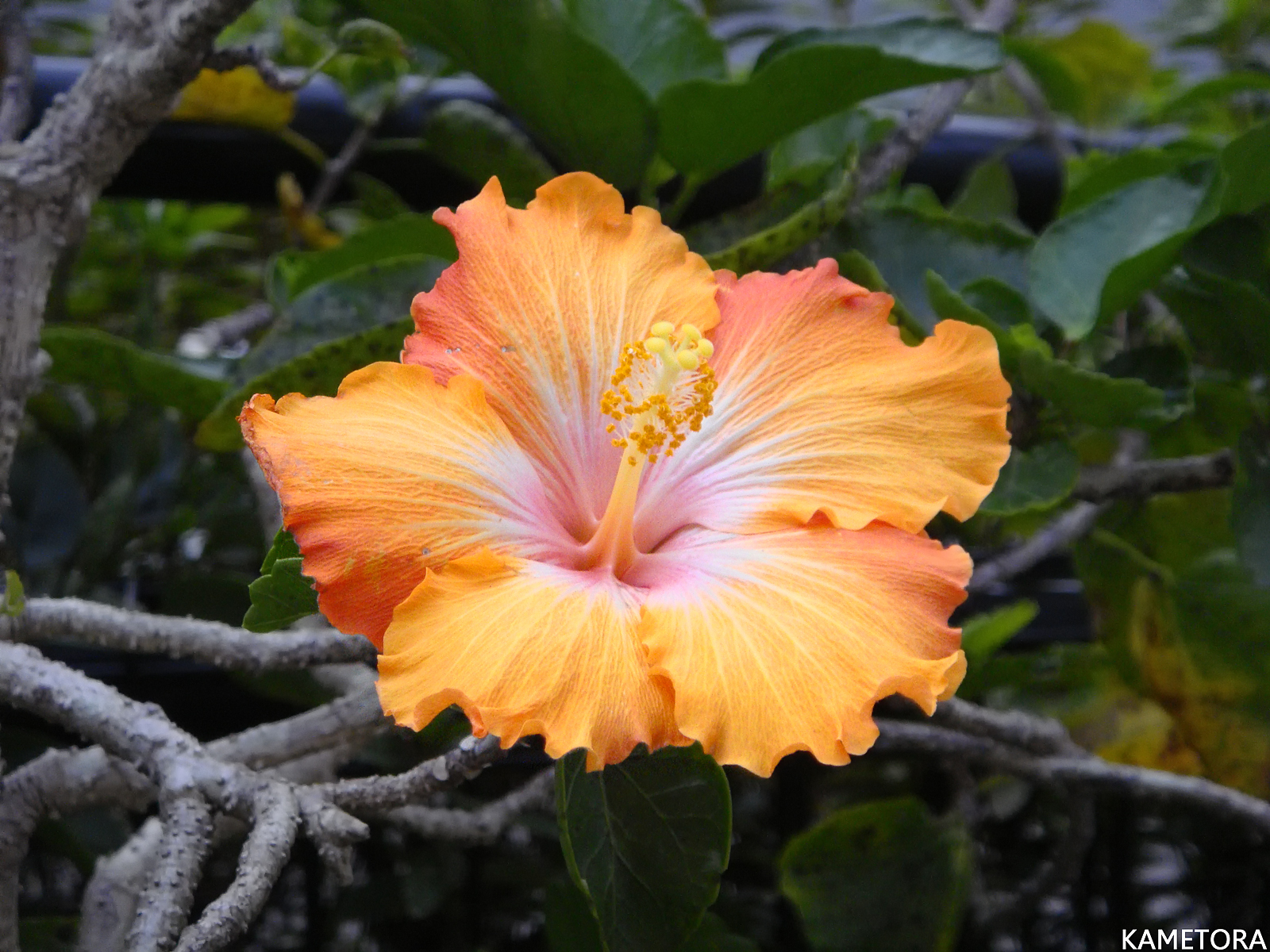 Hibiscus 4