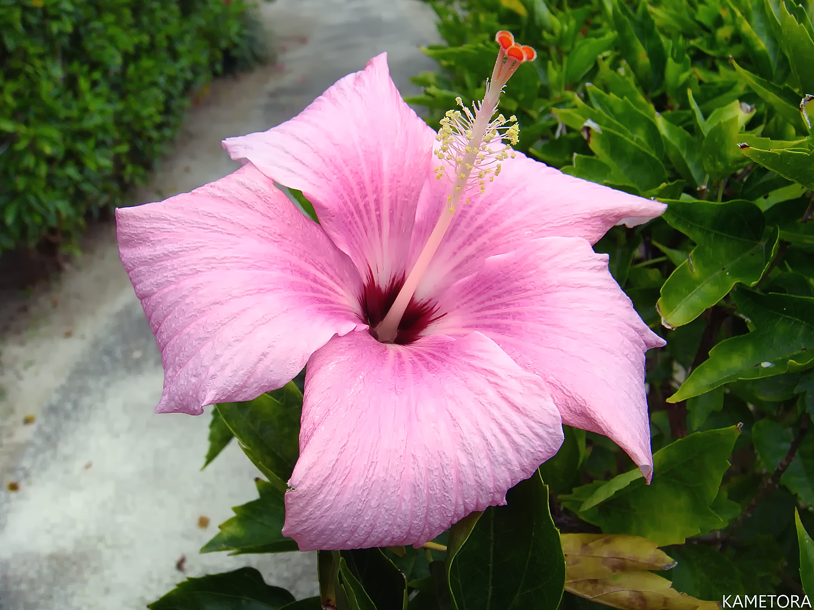 Hibiscus 6