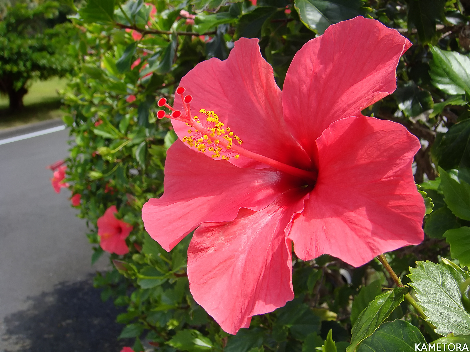 Hibiscus 7