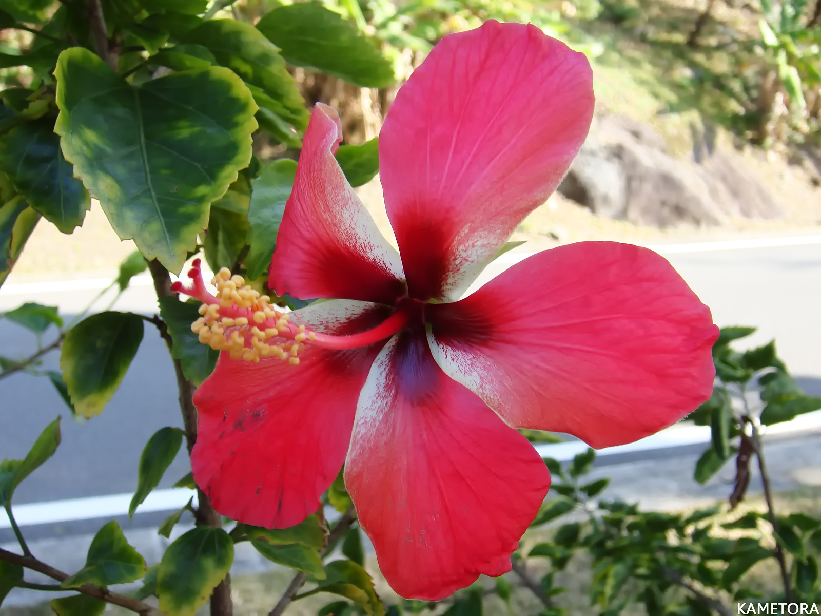 Hibiscus 8