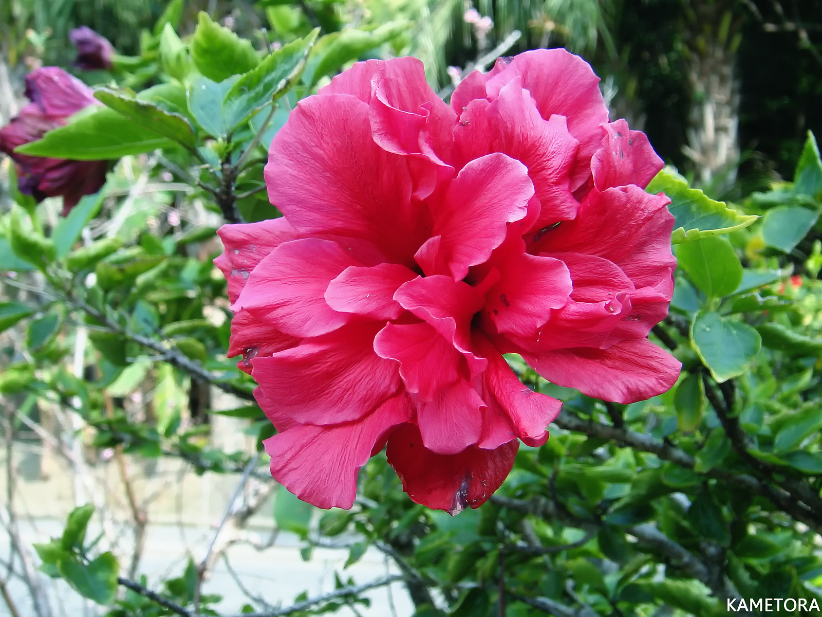 Hibiscus 9