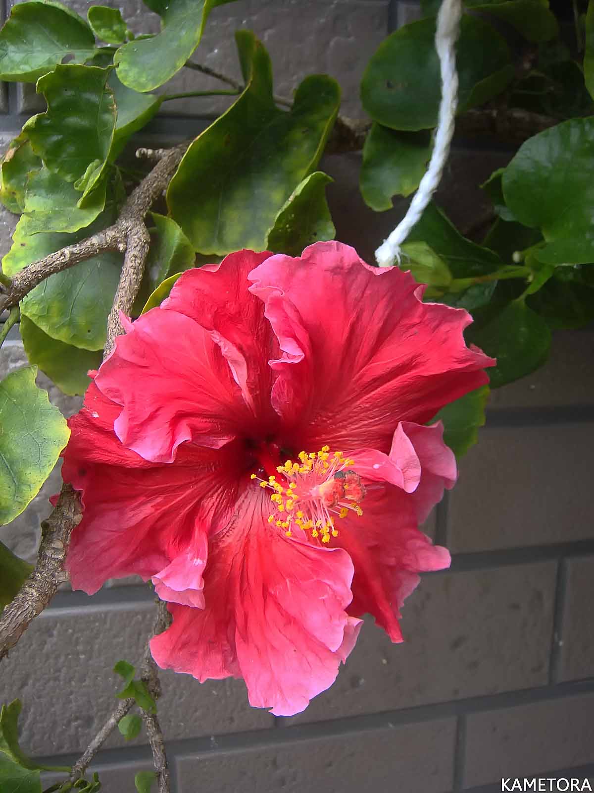Hibiscus 11