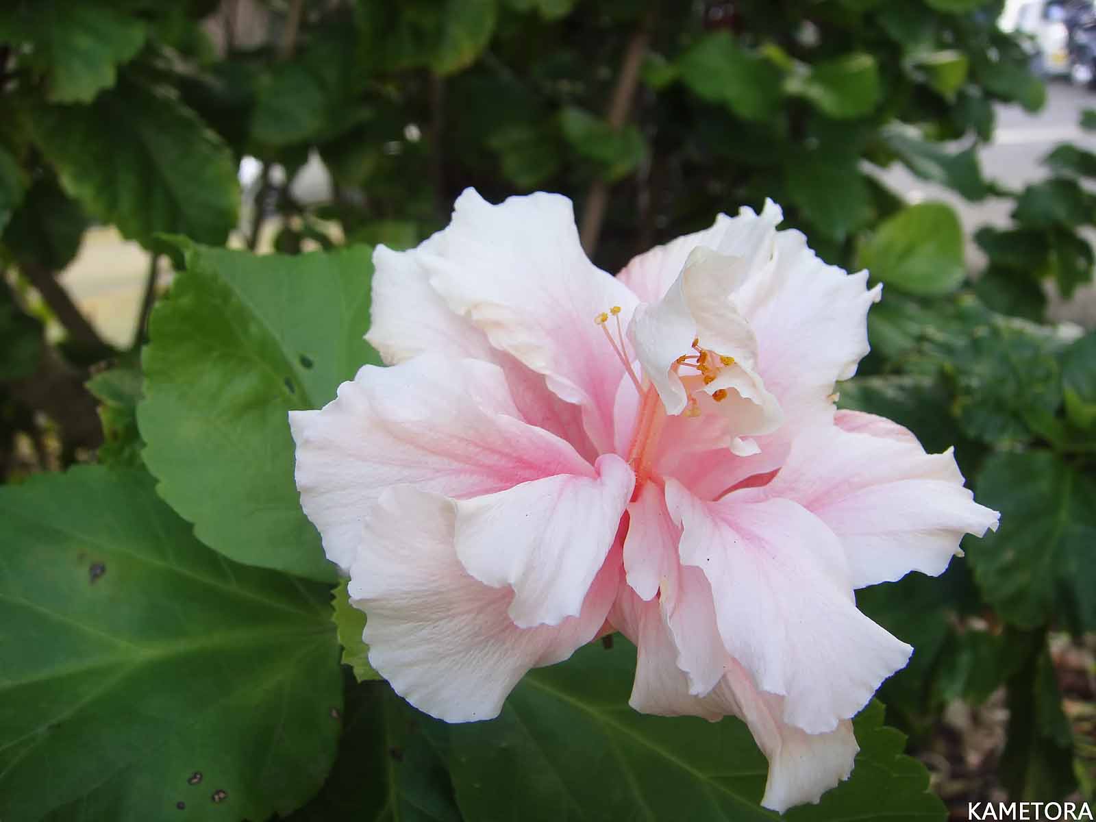 Hibiscus 10