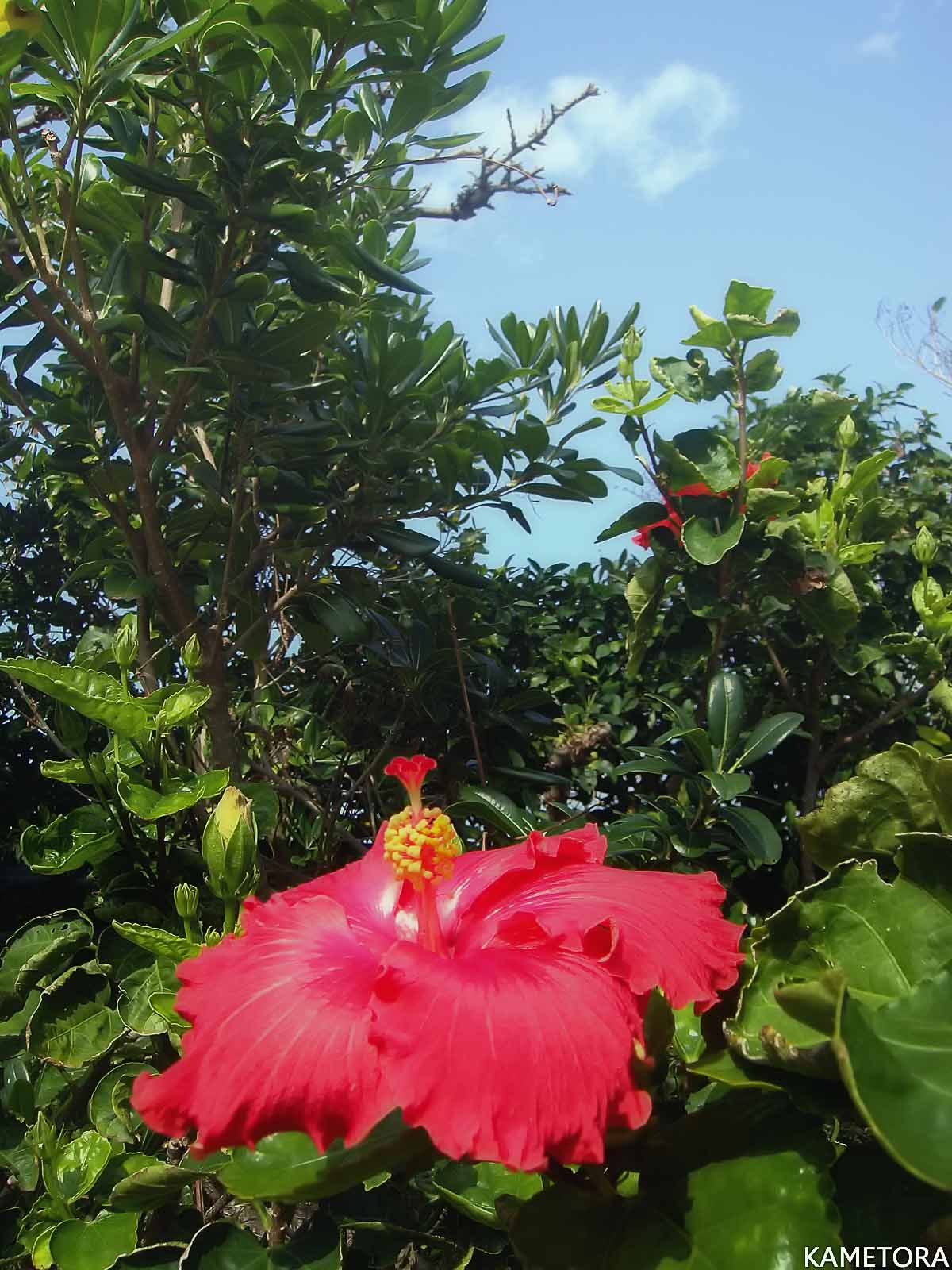 Hibiscus 12