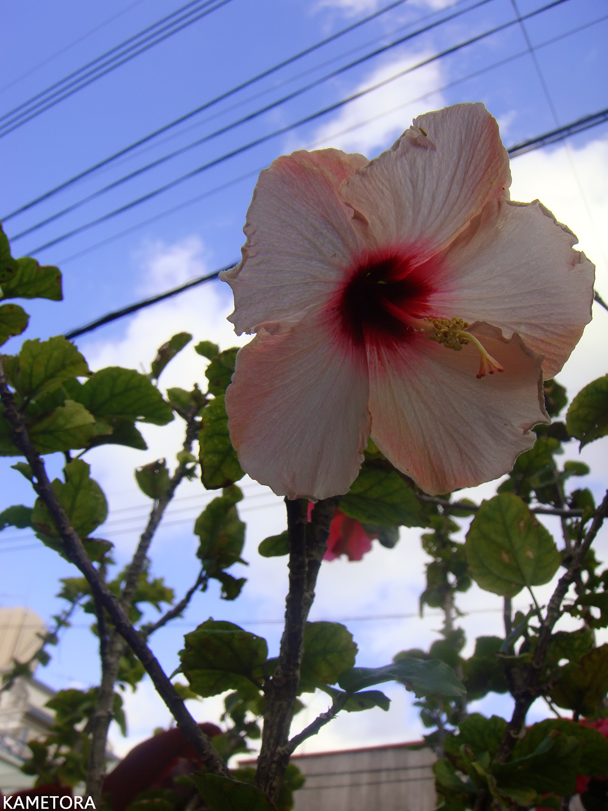 Hibiscus 13