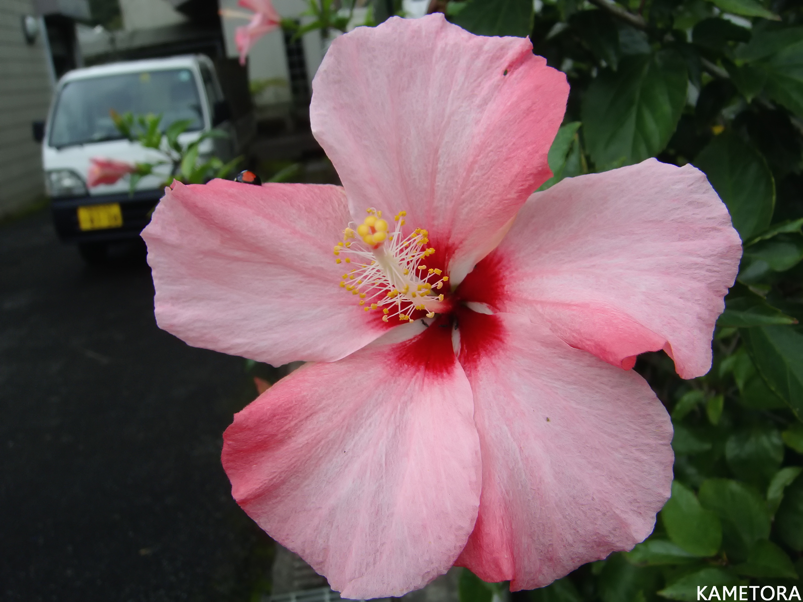 Hibiscus 14