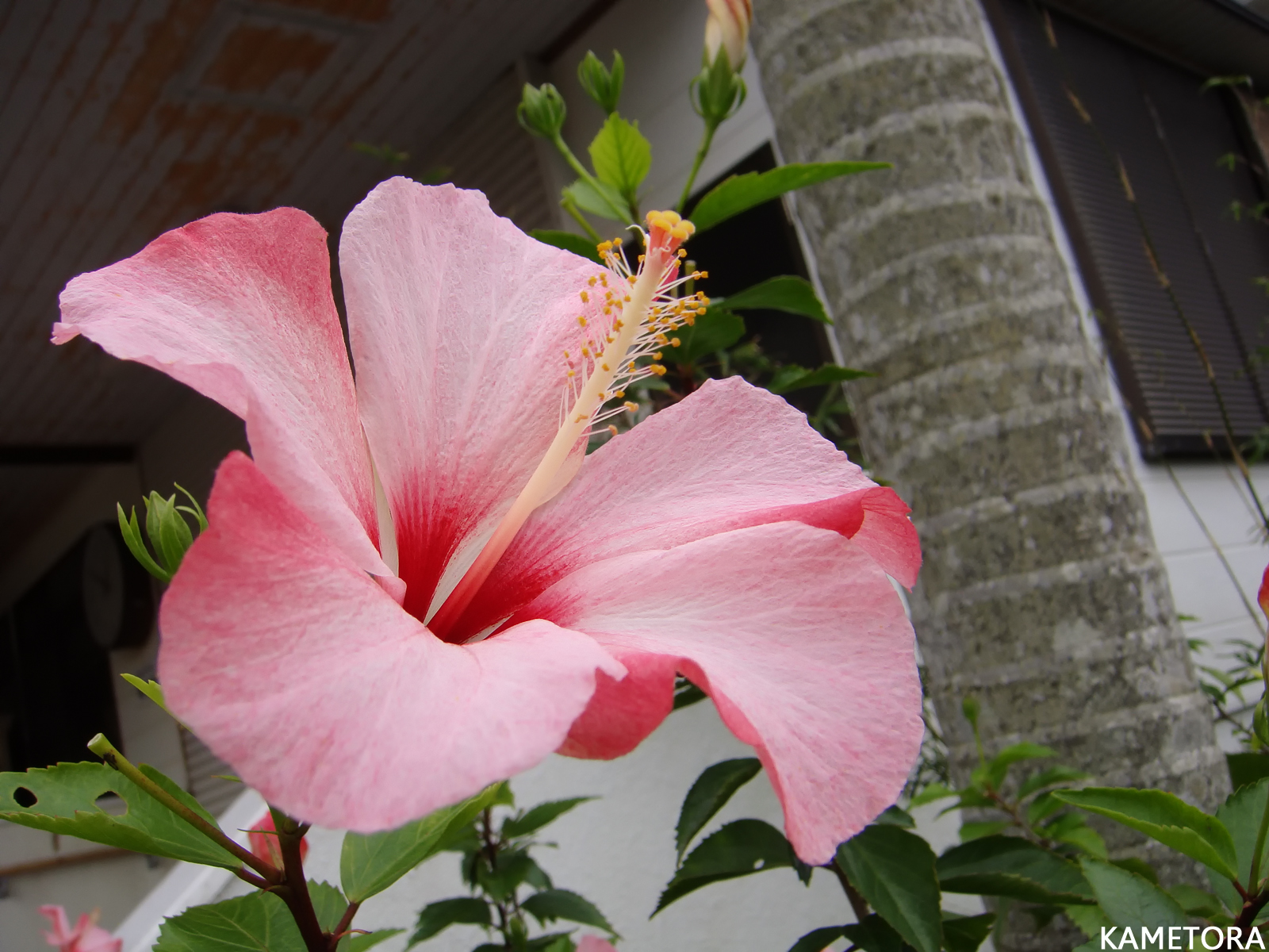 Hibiscus 15