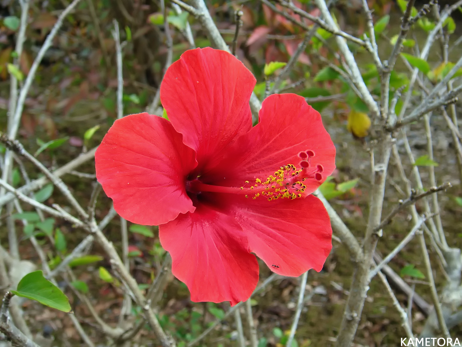 Hibiscus 16