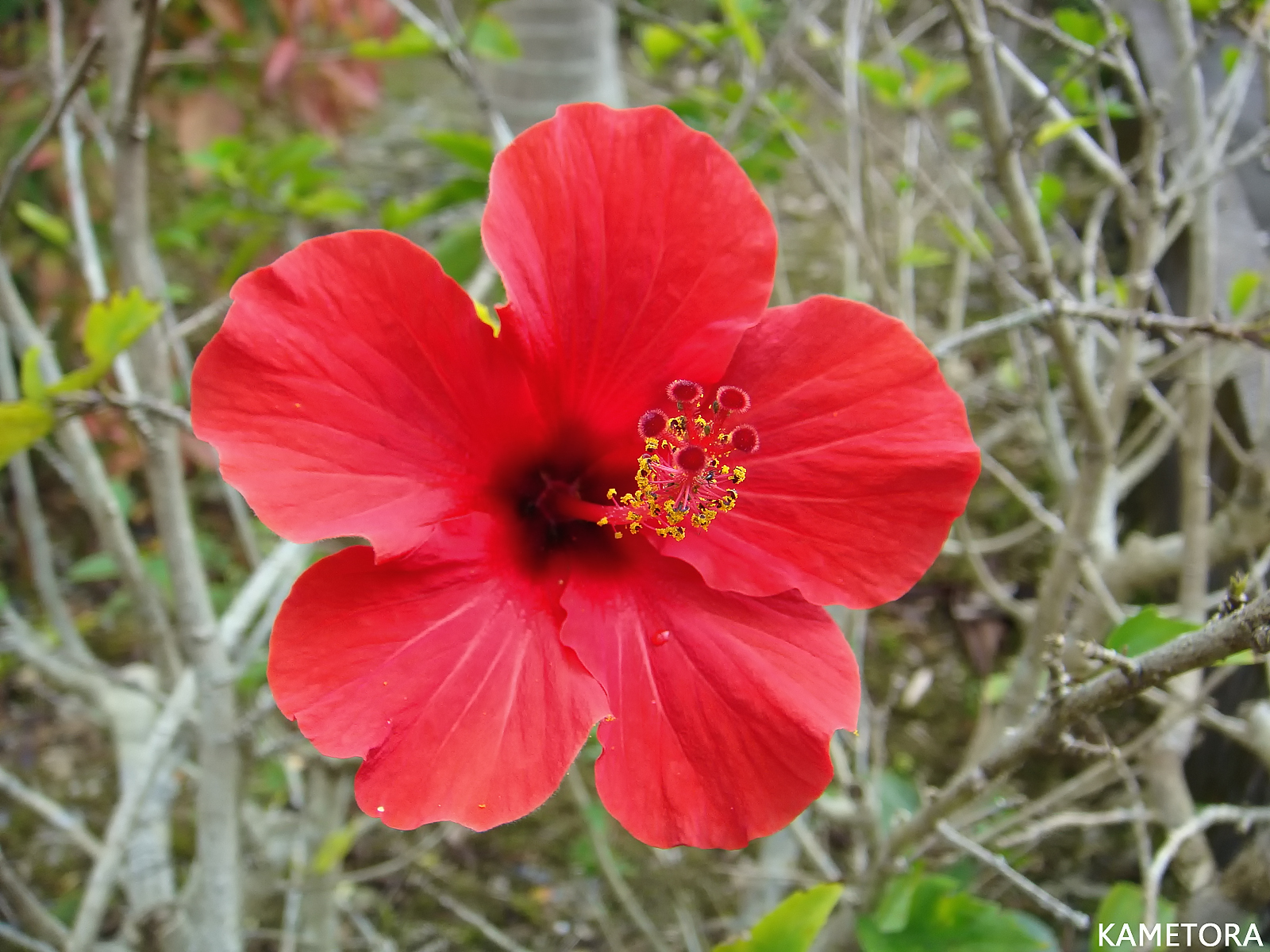 Hibiscus 17