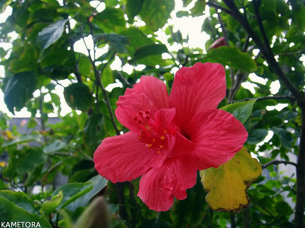 Hibiscus 19