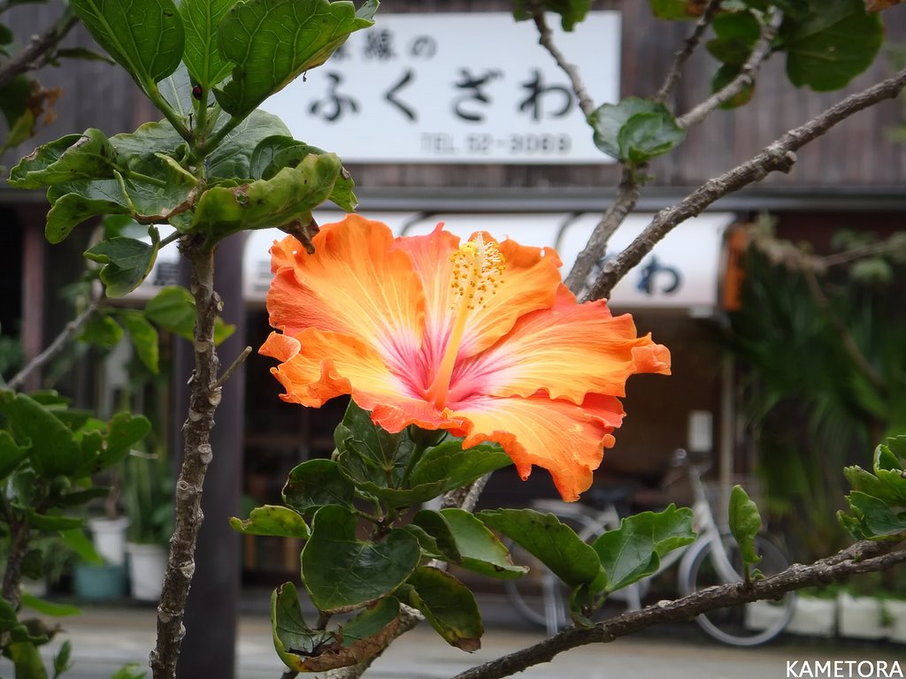 Hibiscus 21