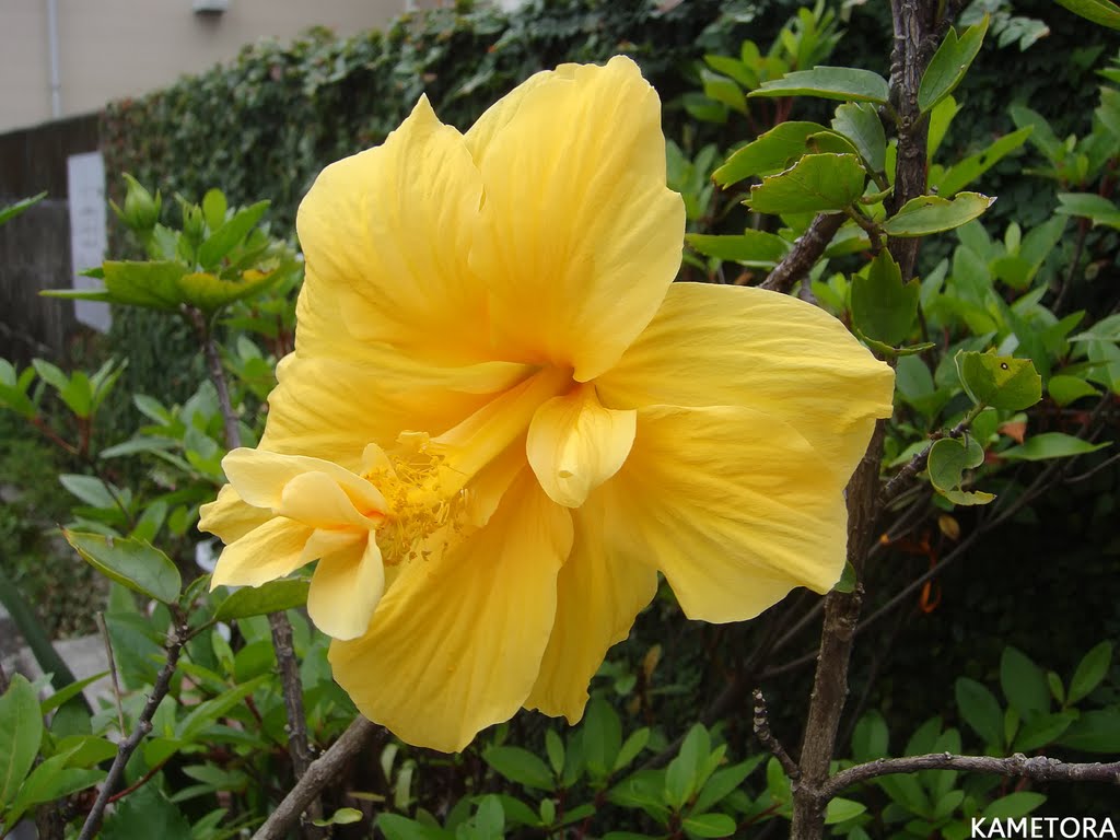 Hibiscus 25