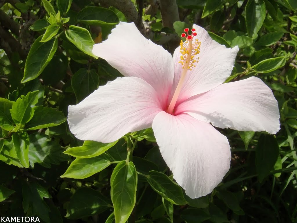 Hibiscus 29
