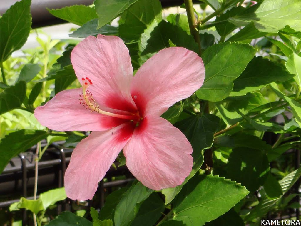 Hibiscus 33