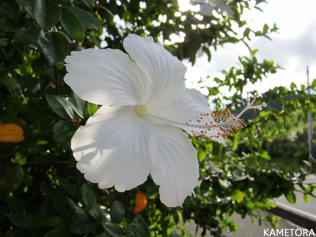 Hibiscus 35