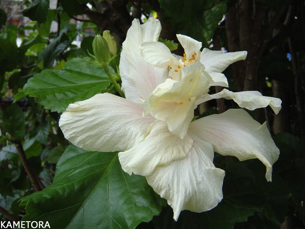 Hibiscus 41