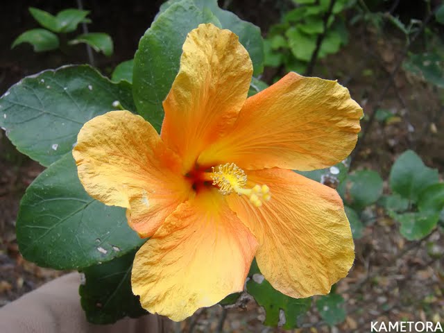 Hibiscus 43
