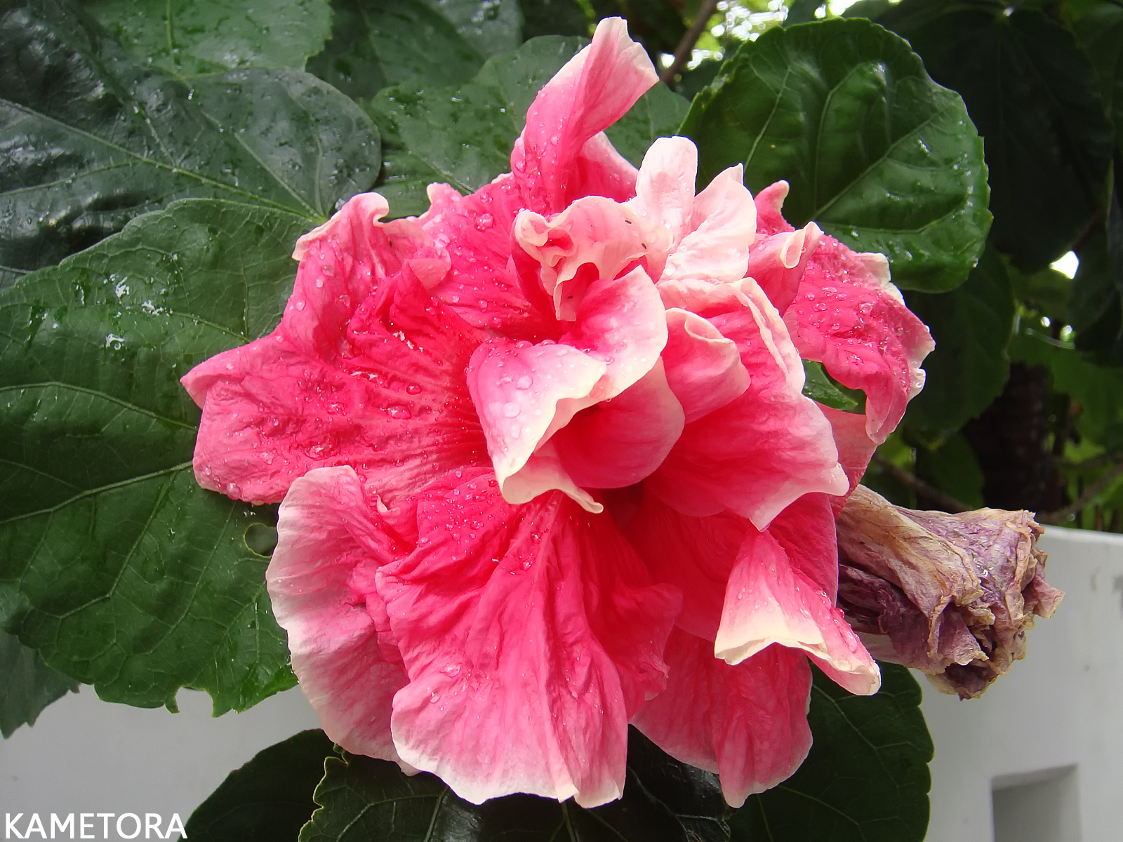 Hibiscus 45