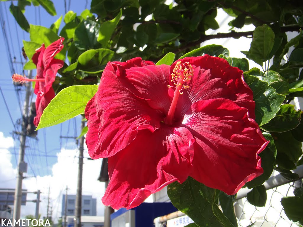 Hibiscus 46