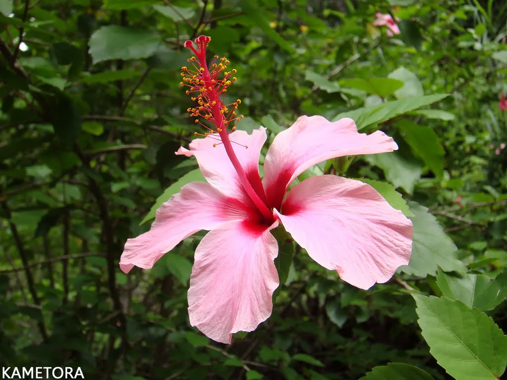 Hibiscus 47