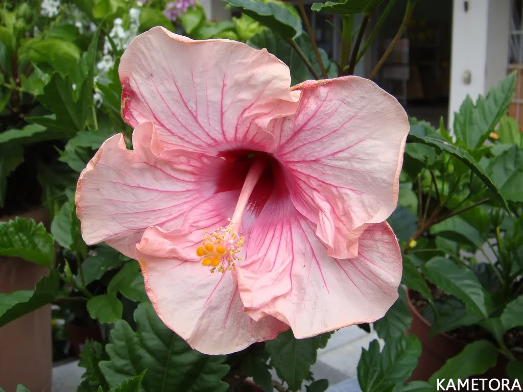 Hibiscus 52