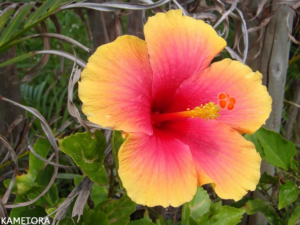 Hibiscus 54