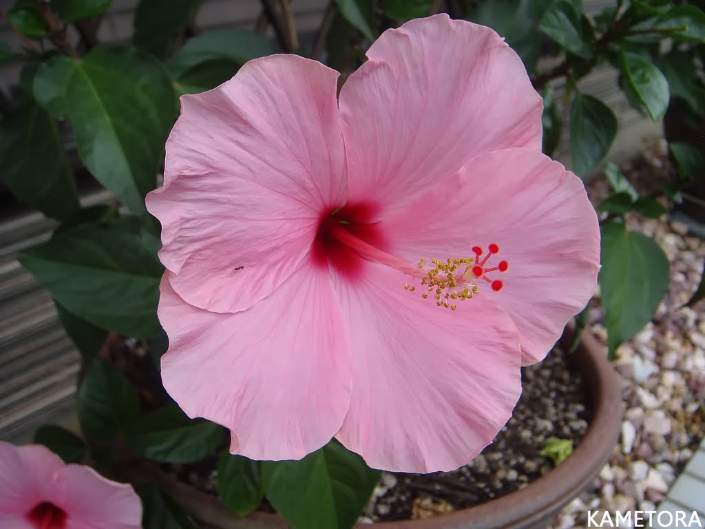 Hibiscus 55
