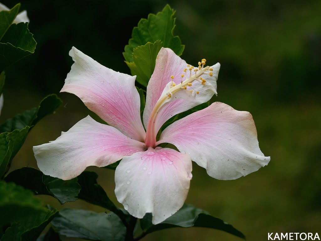 Hibiscus 58