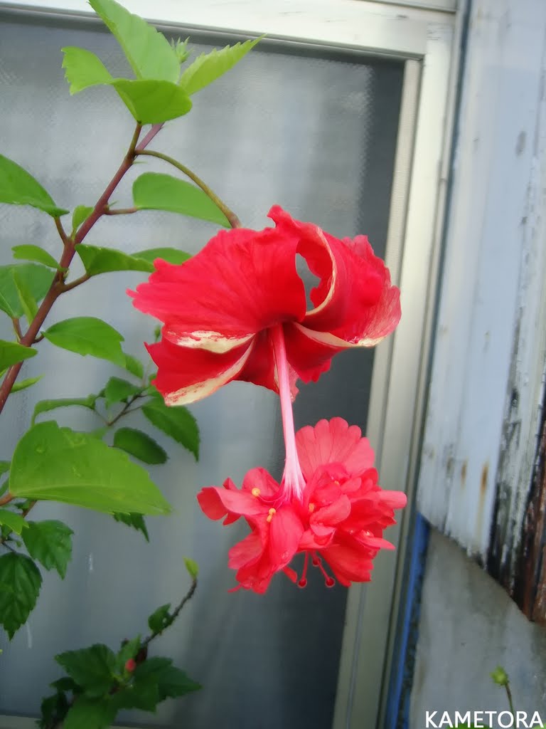 Hibiscus 60