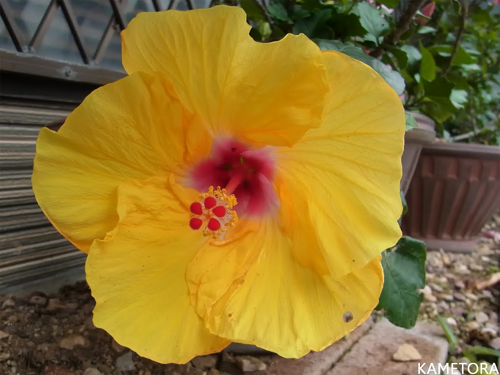 Hibiscus 63