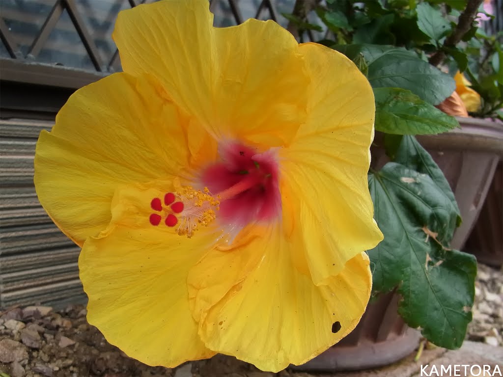 Hibiscus 64