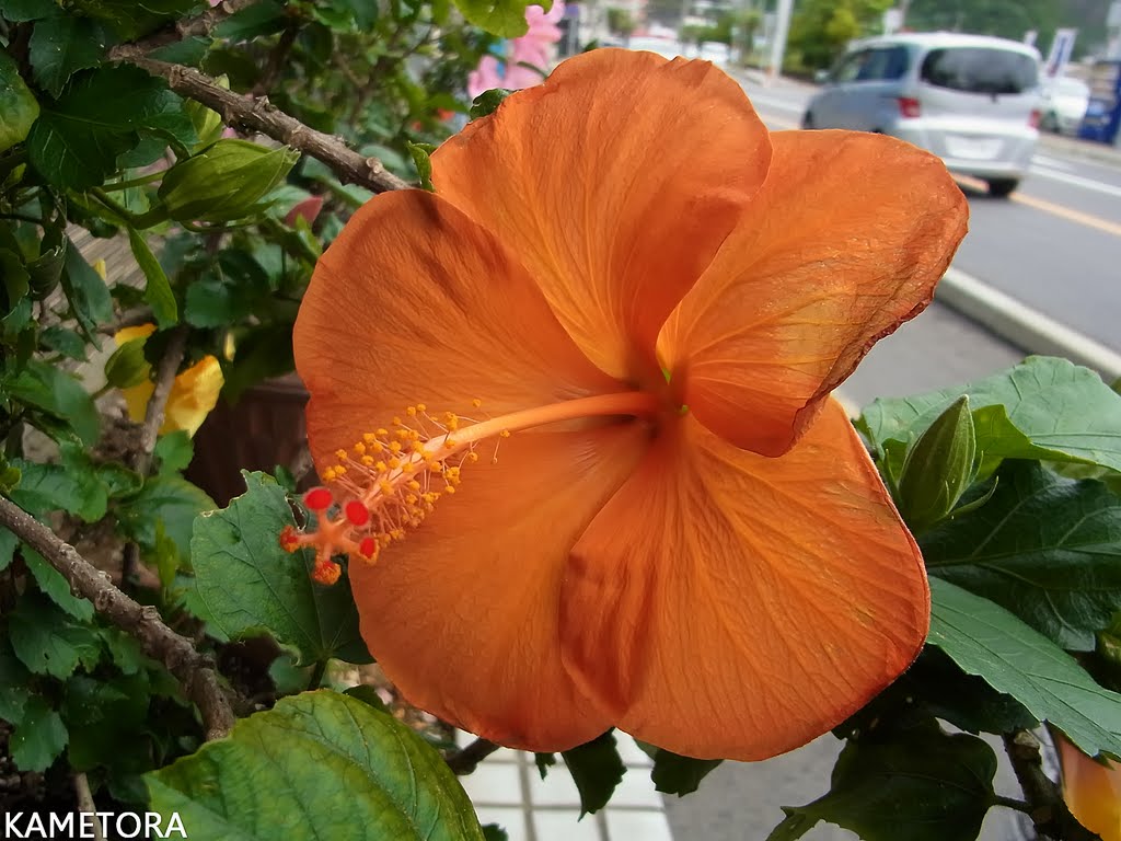 Hibiscus 65
