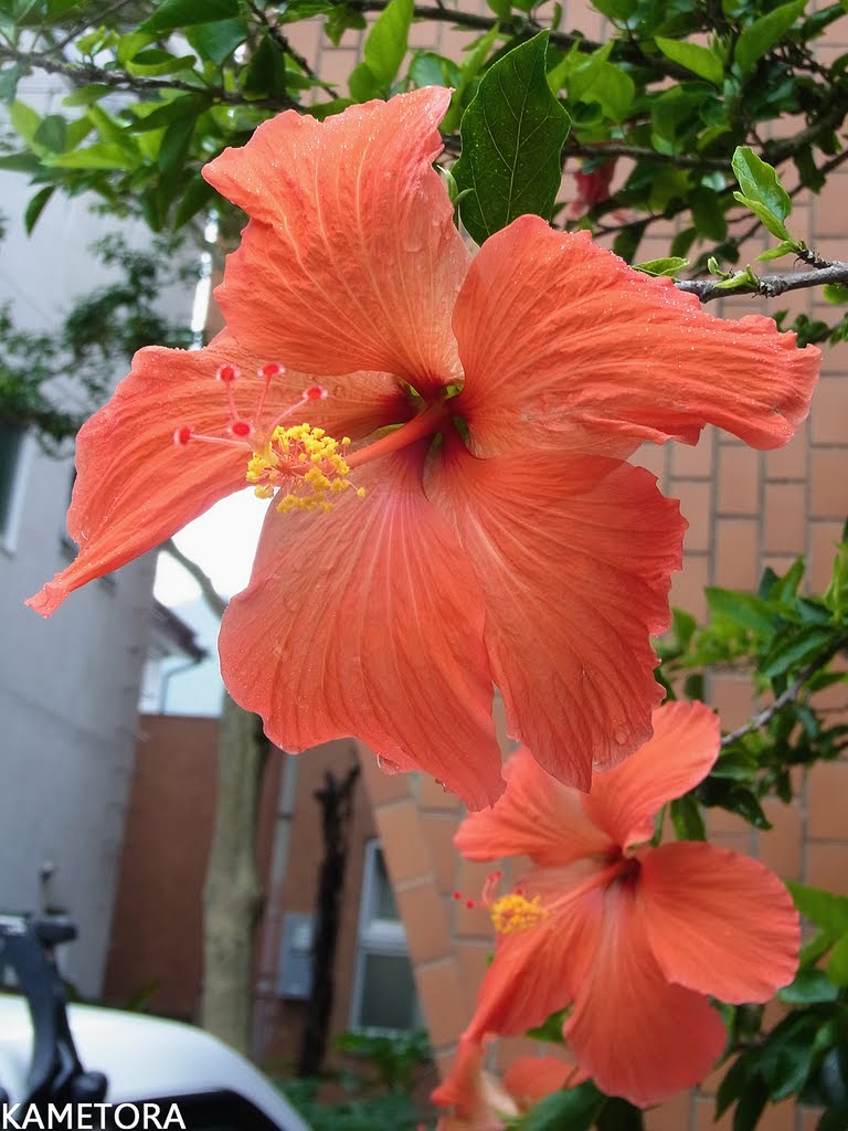 Hibiscus 66