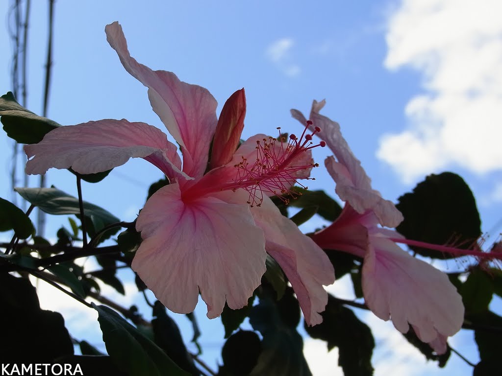 Hibiscus 67