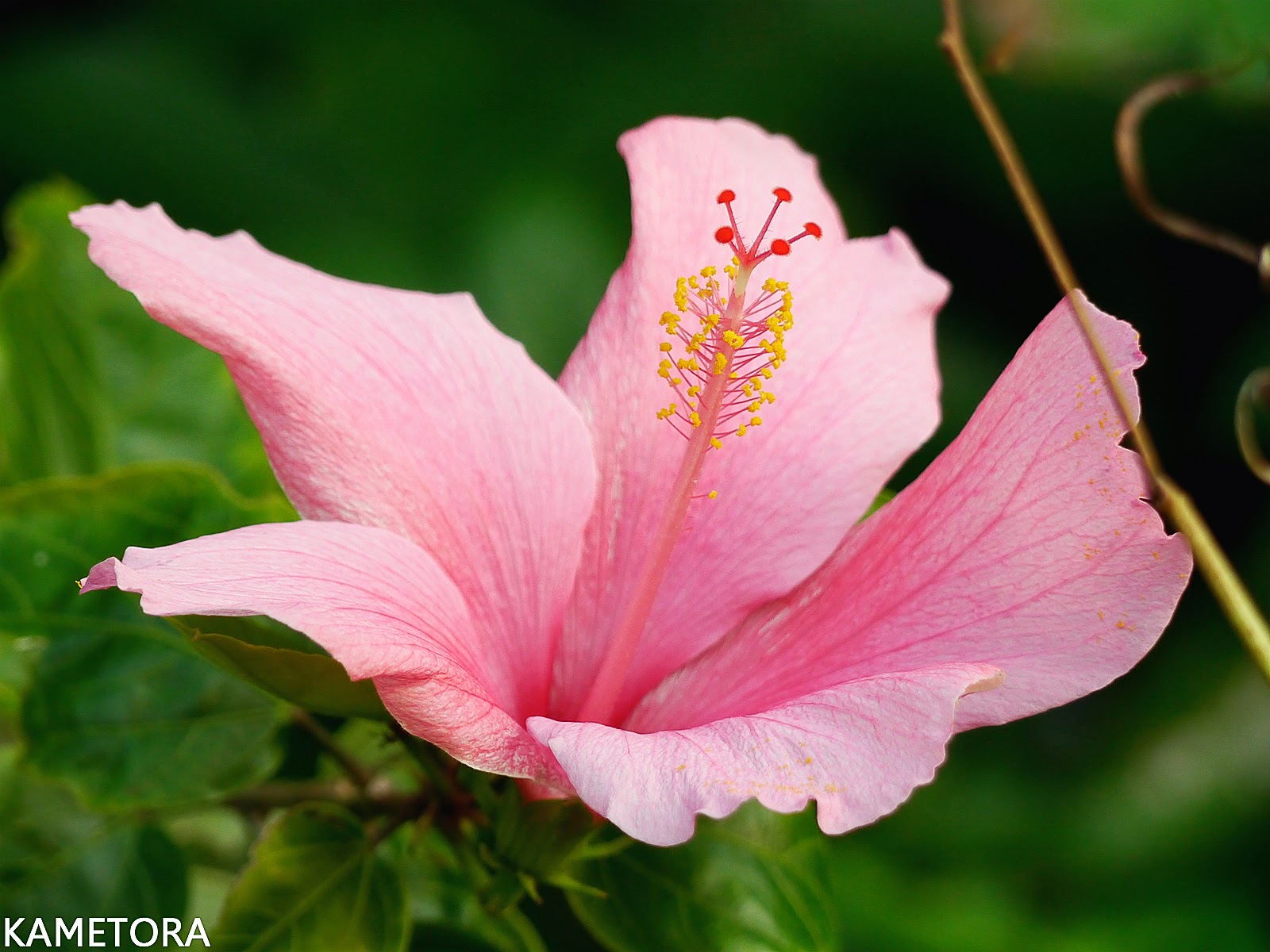 Hibiscus 71
