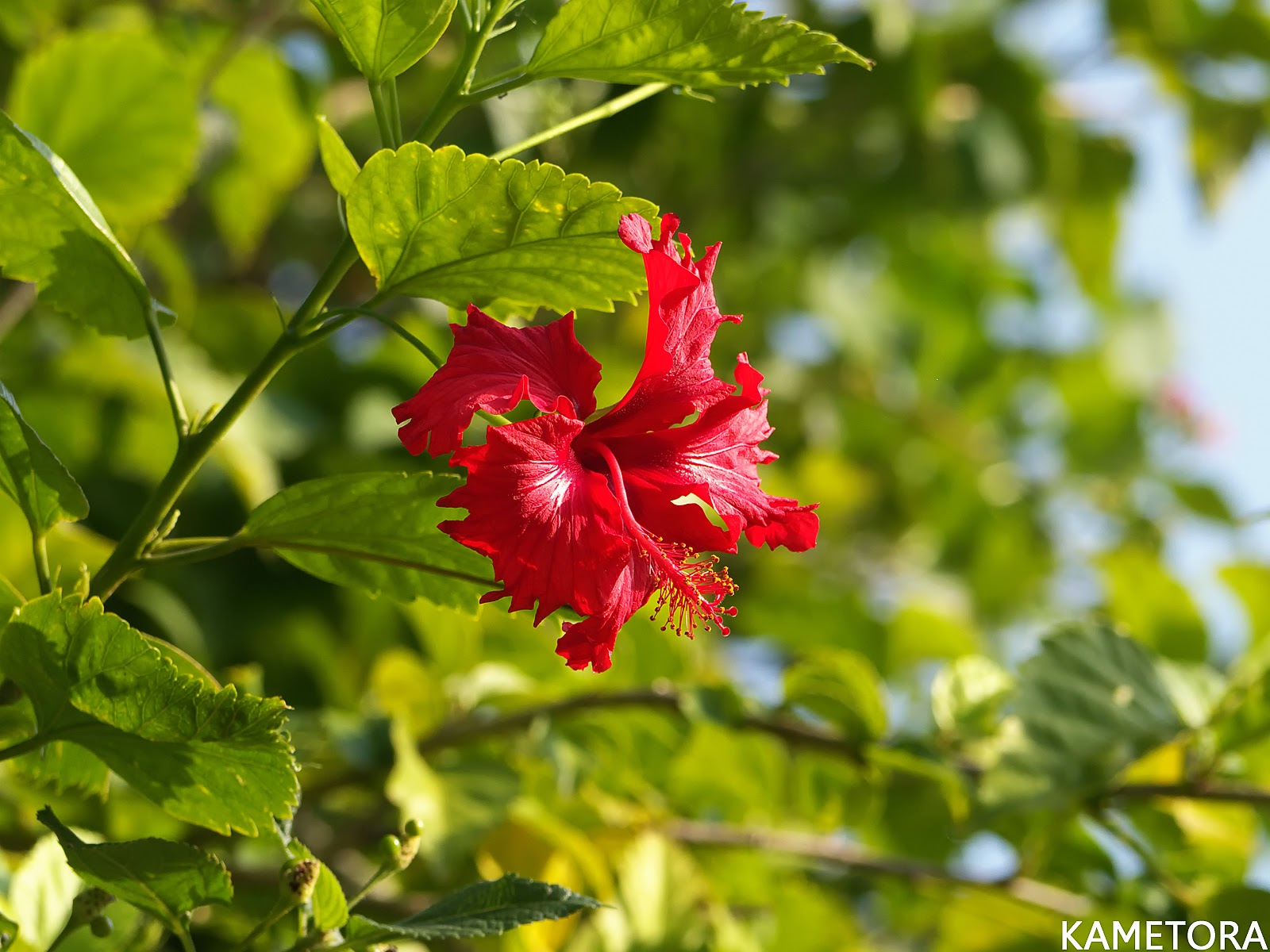 Hibiscus 73