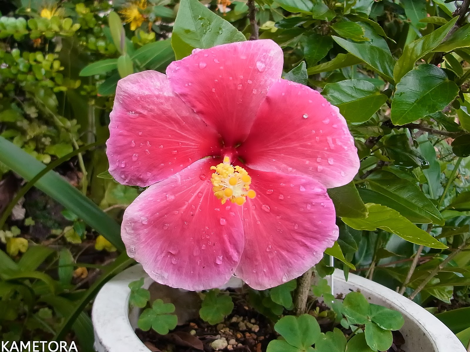 Hibiscus 75