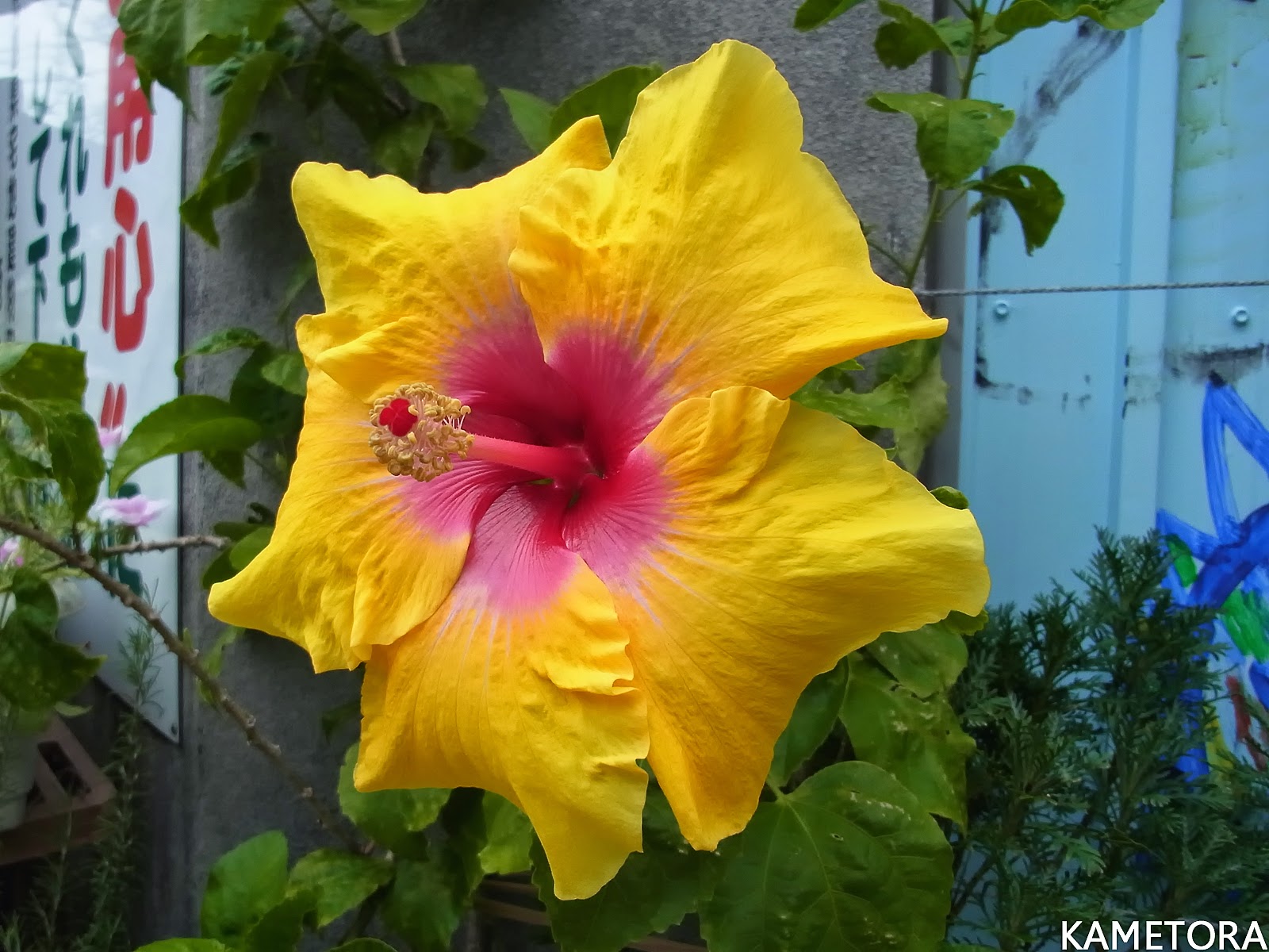 Hibiscus 76