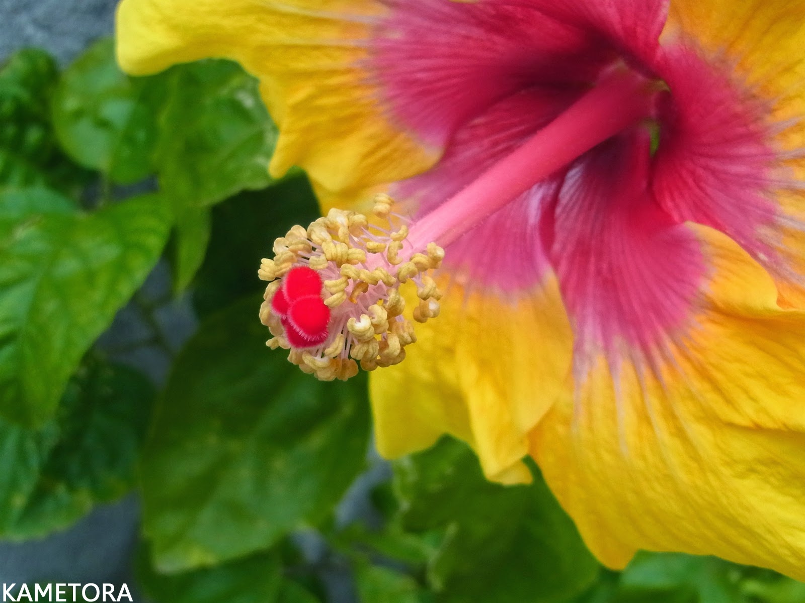 Hibiscus 77