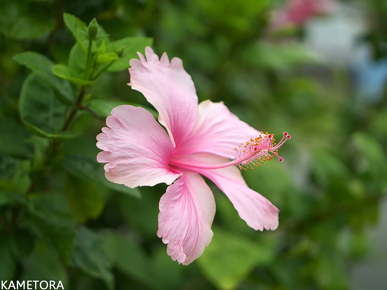 Hibiscus 78