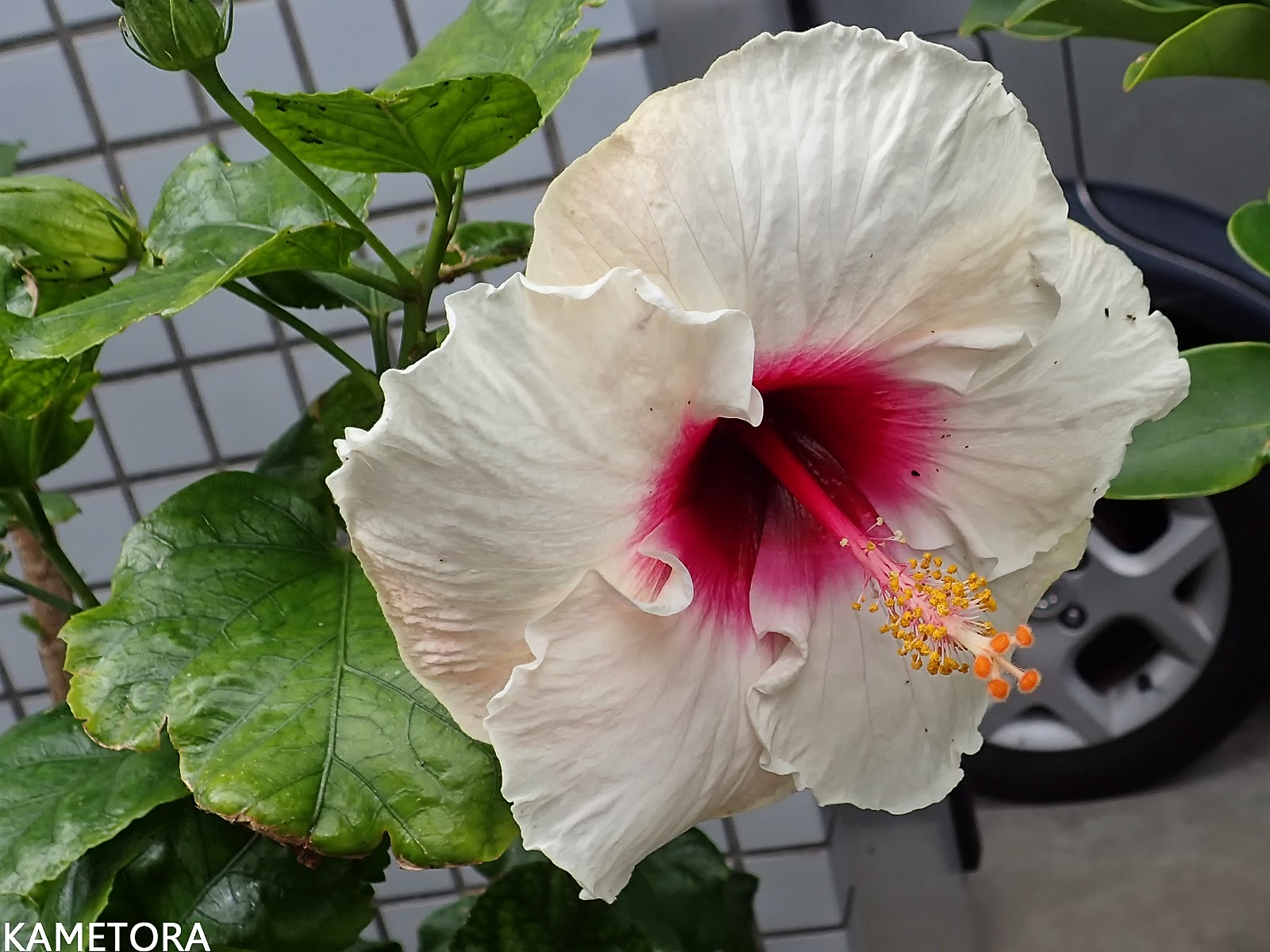 Hibiscus 81