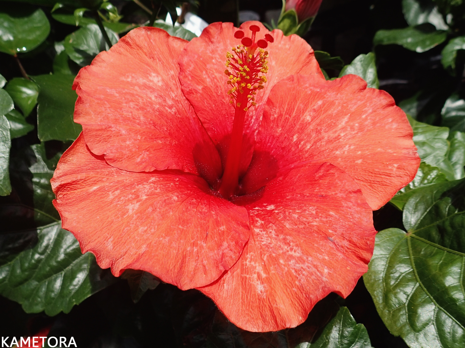 Hibiscus 83