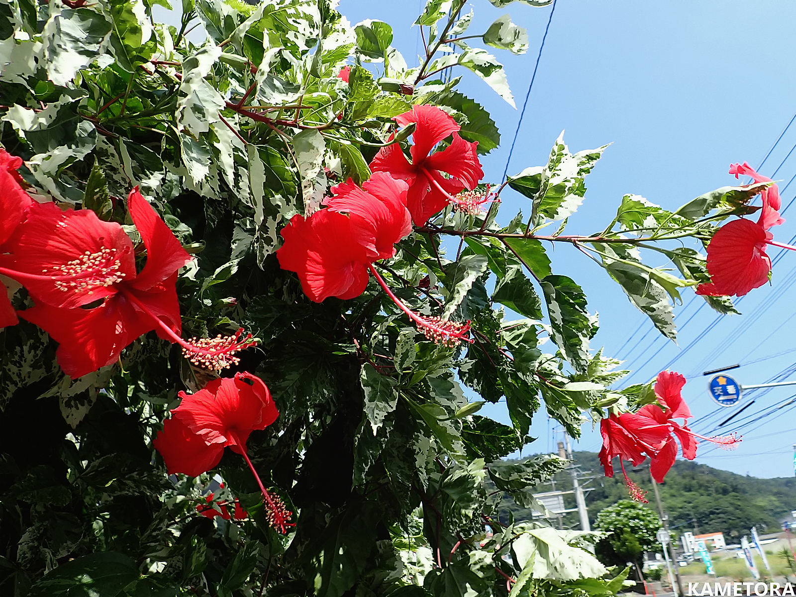 Hibiscus 87