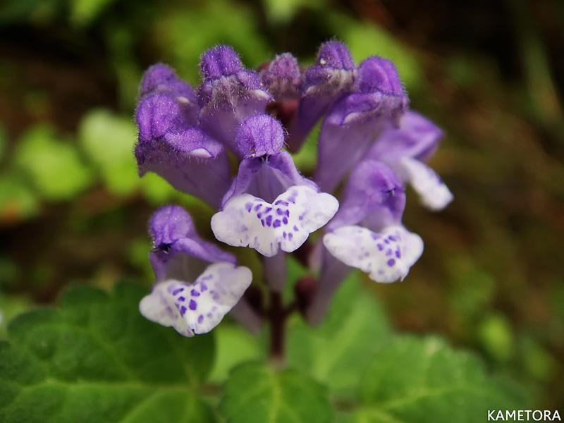 アカボシタツナミソウ
