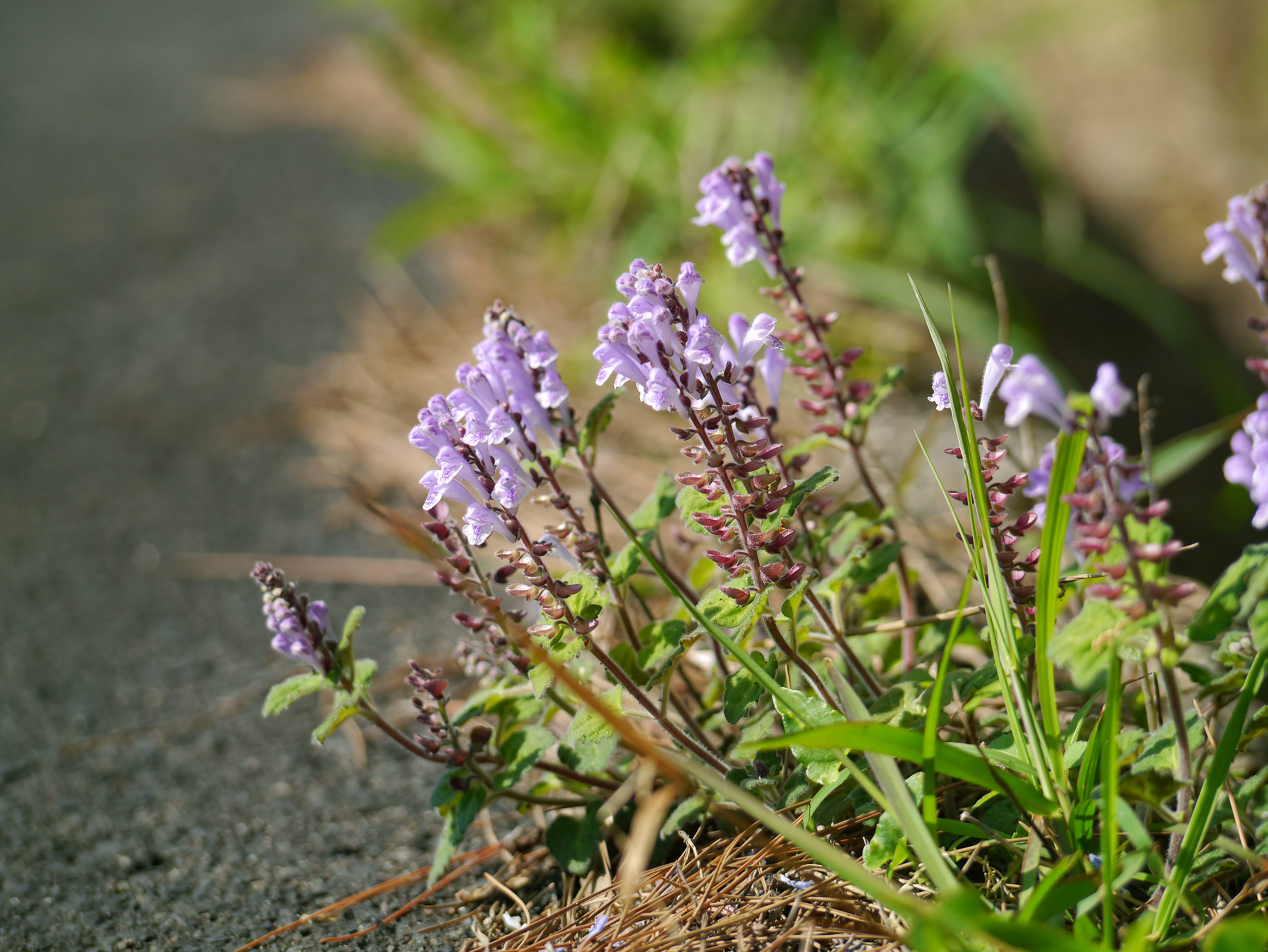 アカボシタツナミソウの青紫色の花と、葉の裏にある赤い星のような腺点。奄美大島の林縁に自生する様子