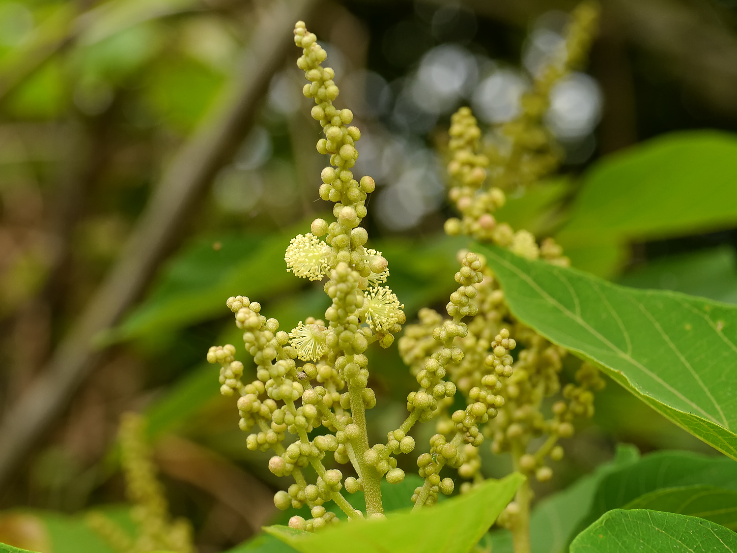 アカメガシワの花弁のない淡黄色の雄花を多数つける円錐花序と奄美大島の日当たりの良い道端