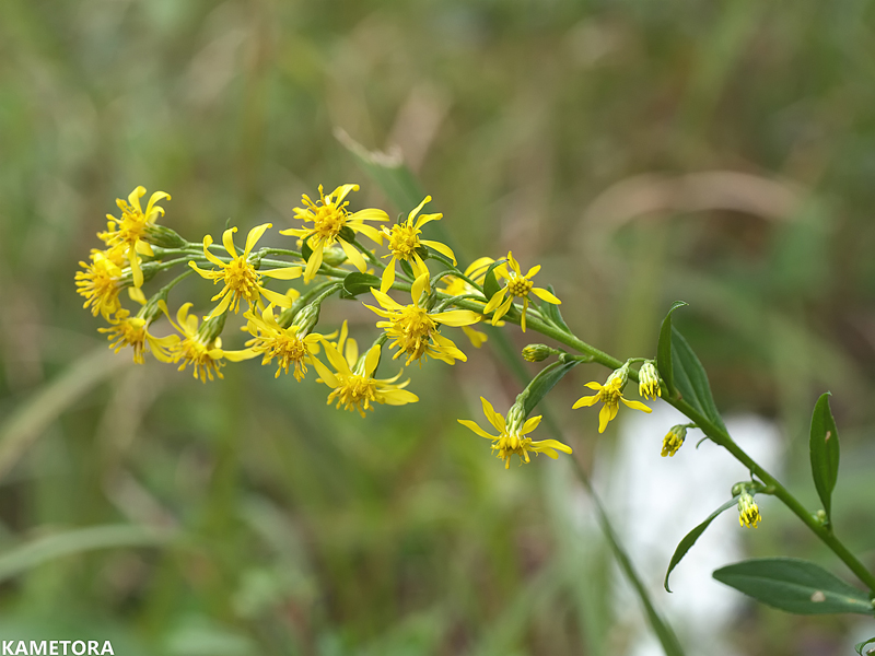 アキノキリンソウ