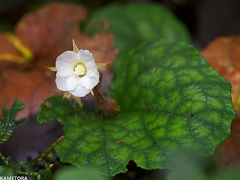 アマミフユイチゴ